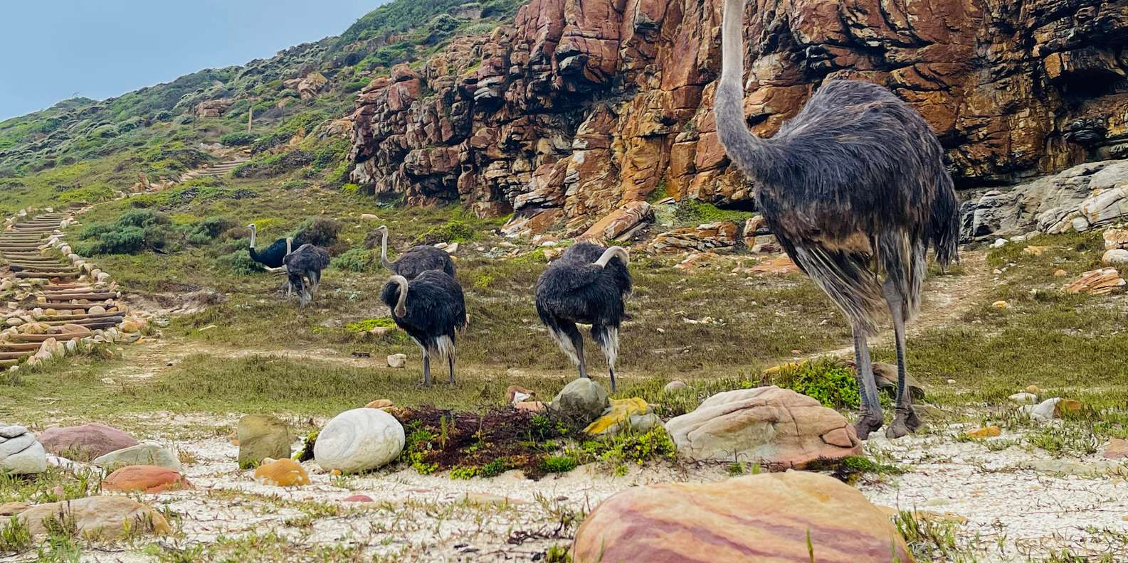 Table Mountain to Cape of Good Hope Penguin Private Tour - Encountering the Boulders Beach Penguin Colony