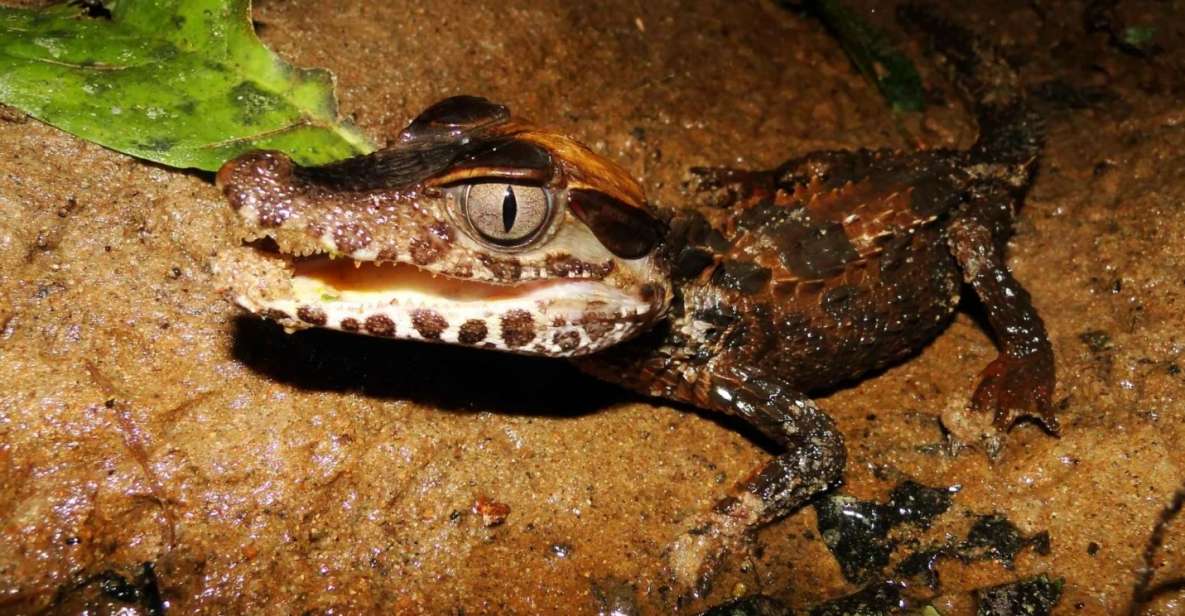 Tambopata: Search for Caimans in the Amazon | Night Tour | - Wildlife Encounter Expectations