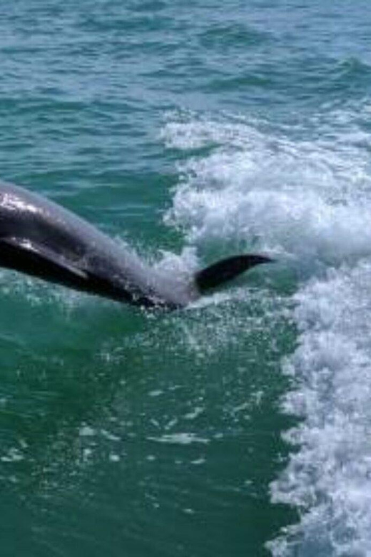 Tampa Bay: Dolphin Shelling Snorkeling Cruise - Booking Process