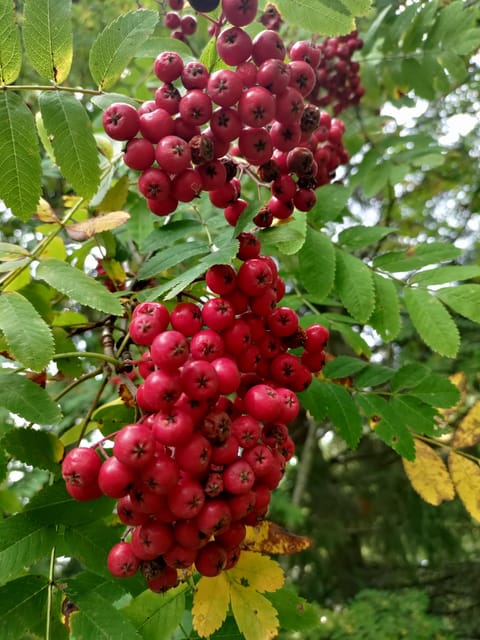 Tampere; Pyynikki Nature Tour With a Tasty Treat. - Nature and History