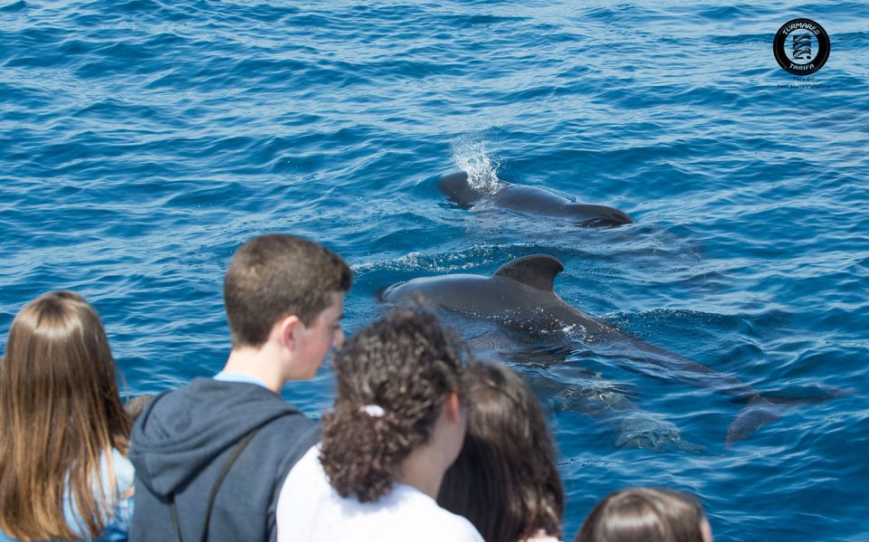 Tarifa: Whale & Dolphin Watching in the Strait of Gibraltar - Sustainability and Regulations