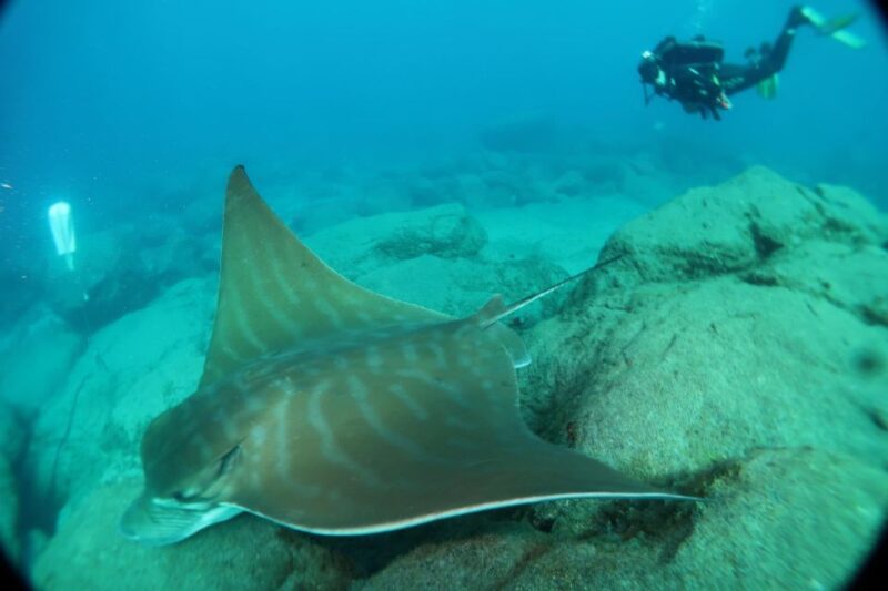 Tenerife; Discover Scuba Diving Pool and Boat Max 2 Students - Frequently Asked Questions