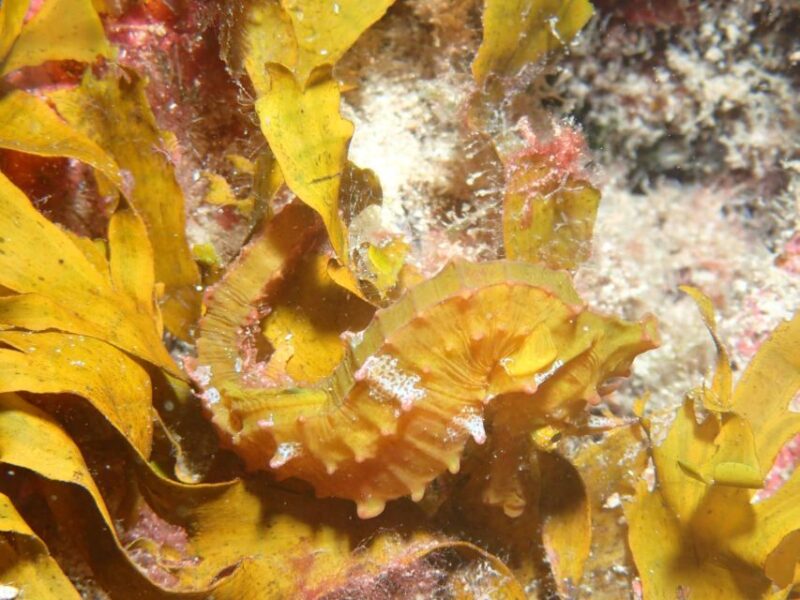 Tenerife: Private Dive for Beginners From a Boat - Boat Trip Options