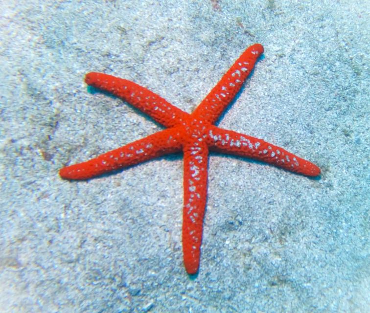 Tenerife: Private Scuba Diving Experience With Photos - Diving Activities and Itinerary