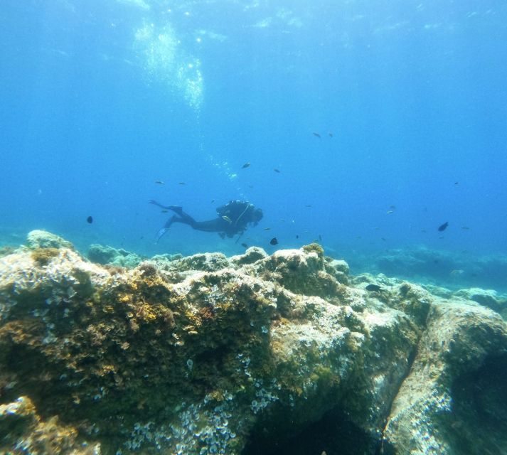 Tenerife: Puerto Colon Certified Scuba Dive by Speed Boat - Important Information