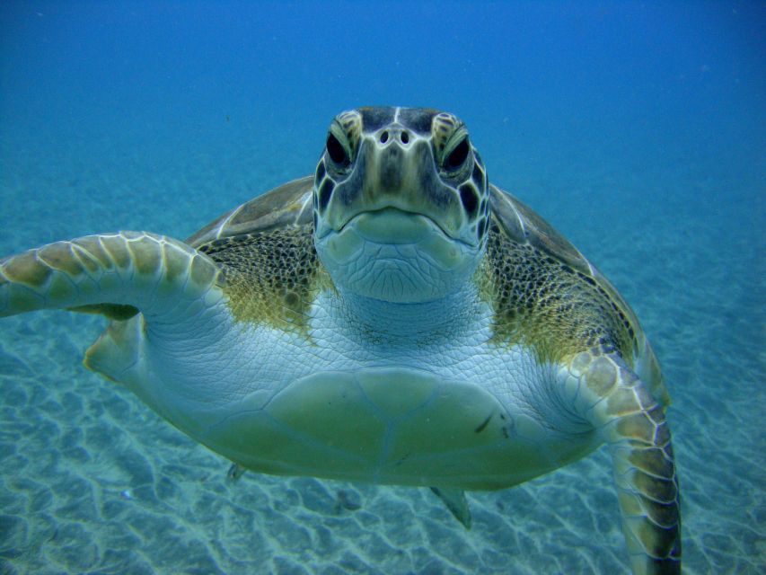 Tenerife: Scuba Diving for Certified Divers in Tenerife - Booking and Cancellation Policy