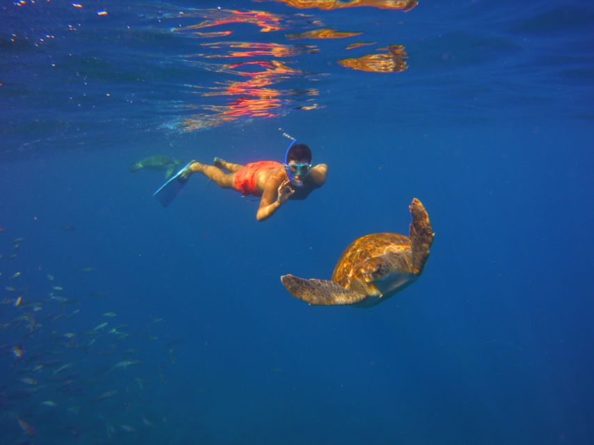 Tenerife: Snorkel With Turtles - Customer Reviews