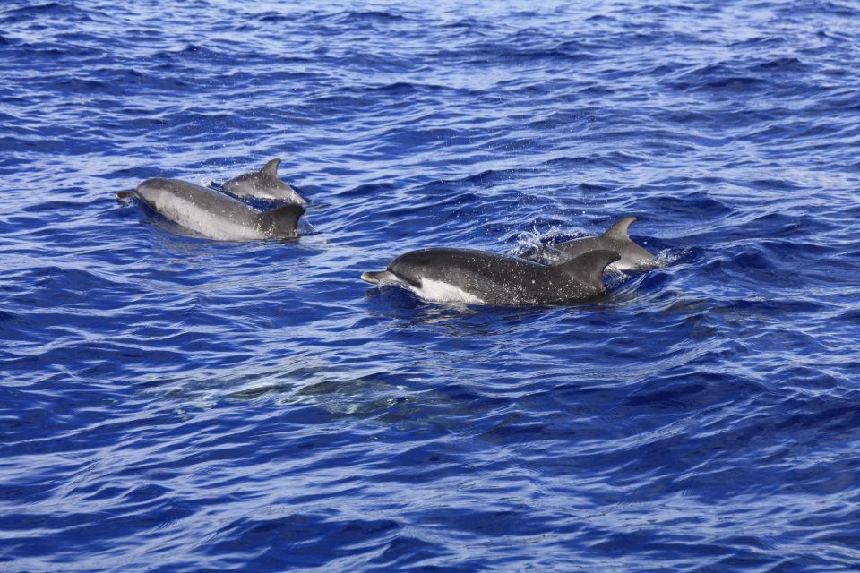 Tenerife: Whale and Dolphin Watching Boat Tour - Important Information