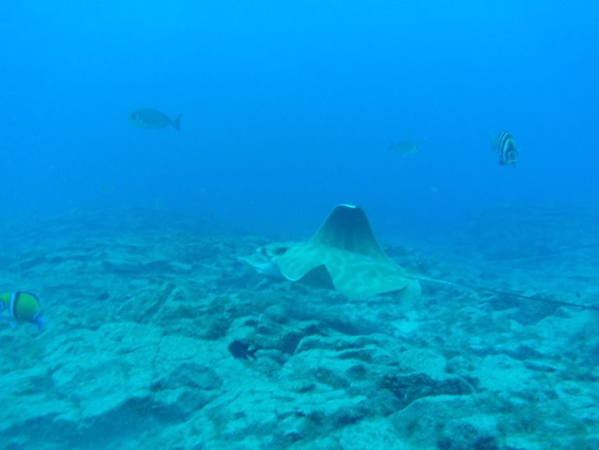 The Cookies: Tenerife Turtles and Rays Snorkeling Cruise - Guided Snorkeling Tour