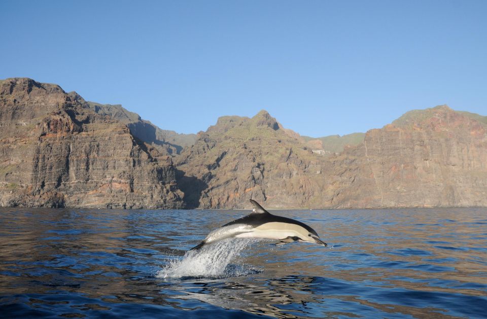 The Giants: Dolphin and Whale Watching Tour With Drinks - Booking and Reservations