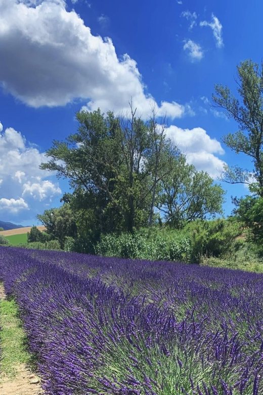 The Tuscan Lavender Field - Nearby Attractions