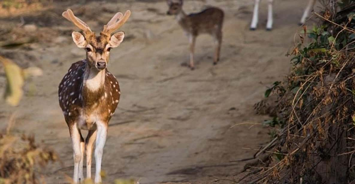 Three-Day Excursion to Jim Corbett National Park - Included Amenities