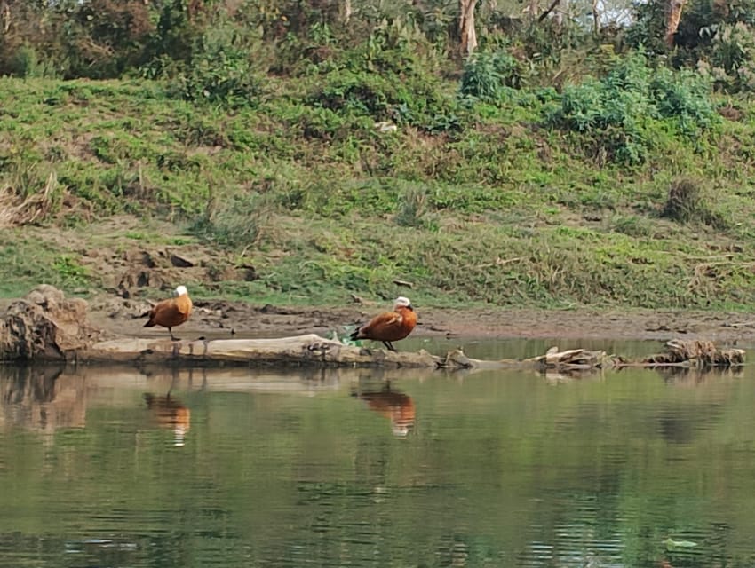 Thrills and Tranquility: Jeep Safari and Canoeing in Chitwan - Exclusions to Consider