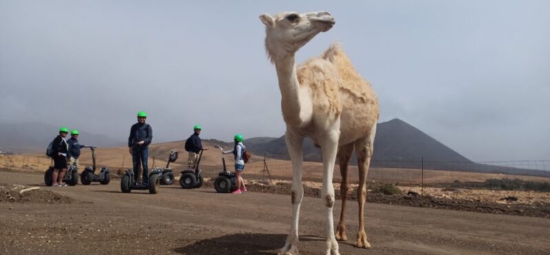 Tiscamanita: Segway Tour, Aloe Vera Farm & Mills Museum - Additional Information