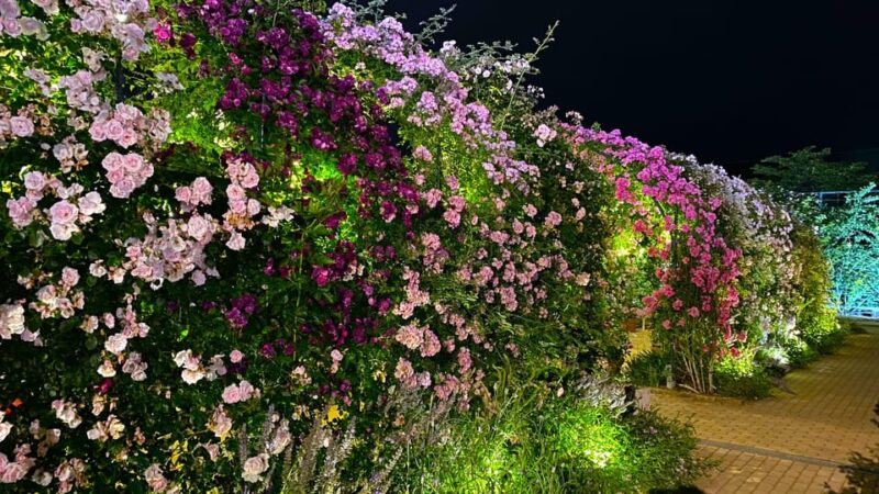 Tokyo: Ashikaga Flower Park With Entry Ticket - Highlights of the Park