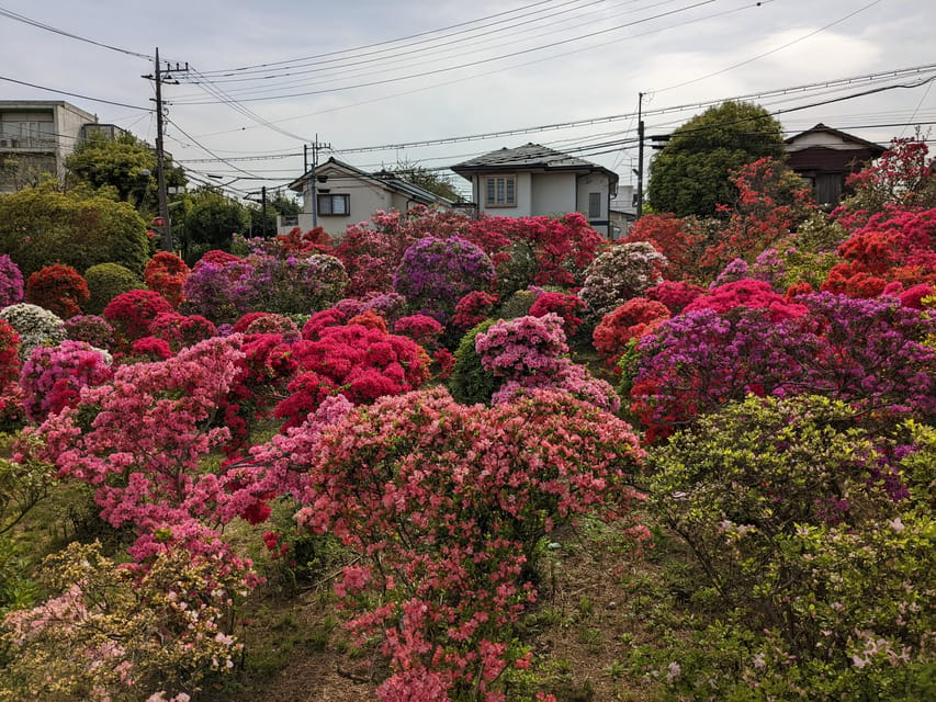 Tokyo: Hidden Temples Tour - Local Culture and History