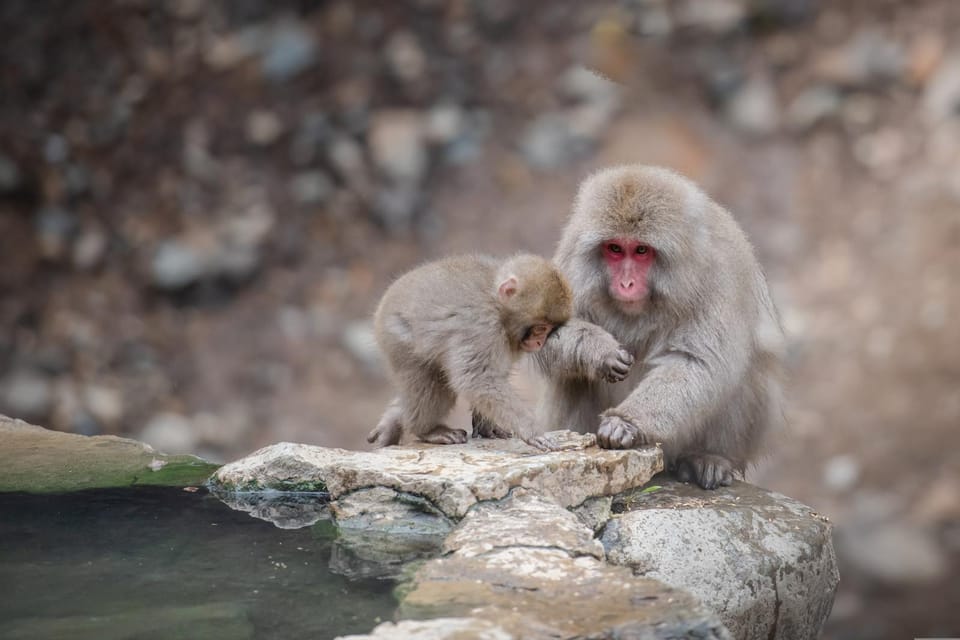 Tokyo to Nagano Snow Monkey Park & Shibu Onsen Private Tour - Important Information