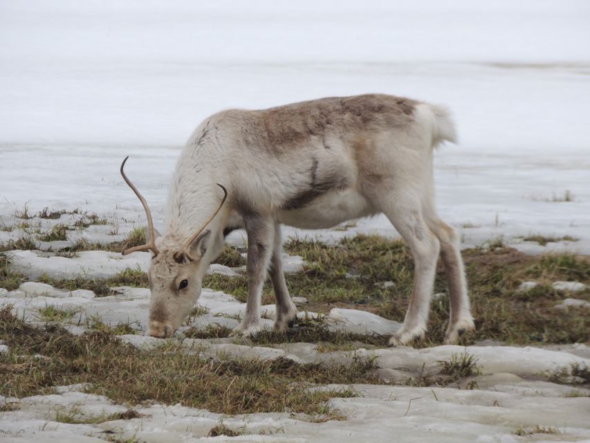 Tromso: Arctic Fjords and Sommarøy Scenic Day Trip - Customer Feedback