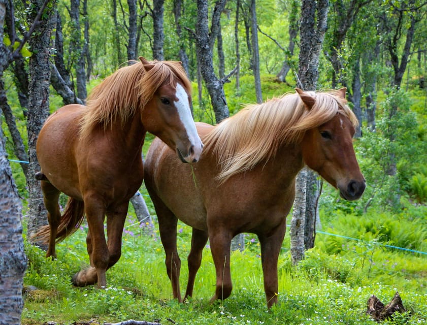 Tromsø: Evening Horseriding Experience - Safety Guidelines