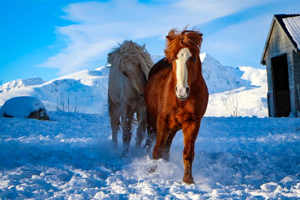 Tromsø: Lyngen Horse Stud Farm Visit - Tips for a Great Experience