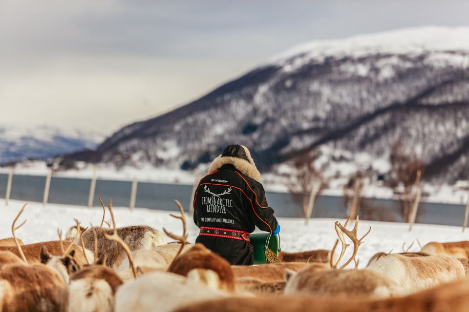 Tromsø: Reindeer Sledding & Feeding With a Sami Guide - Meeting Point Details