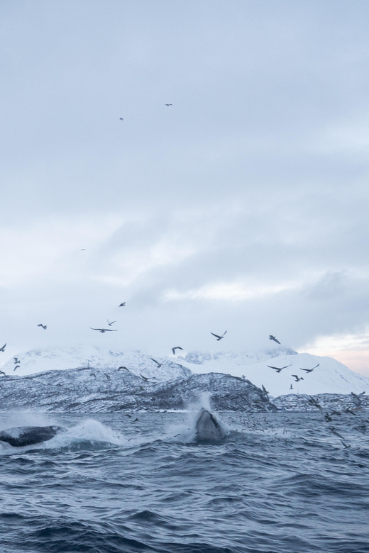 Tromsø: Skjervøy RIB Whale Watching Tour - Customer Reviews