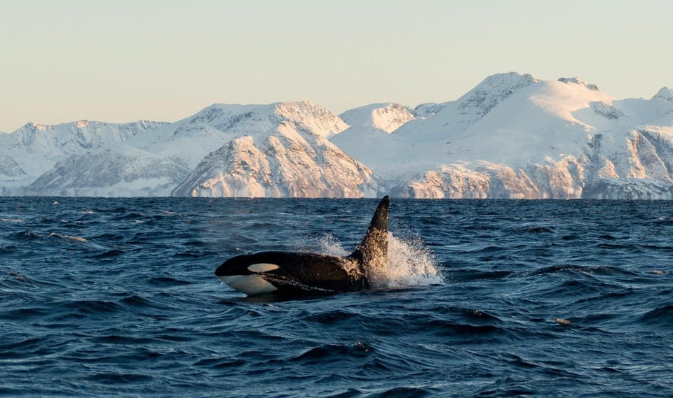 Tromsø Whale Safari With MS Trolltind Nordic - Stunning Arctic Landscapes