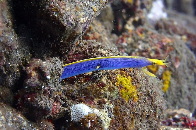 Try Scuba DIVING With BALI DIVING at TULAMBEN - Booking Process