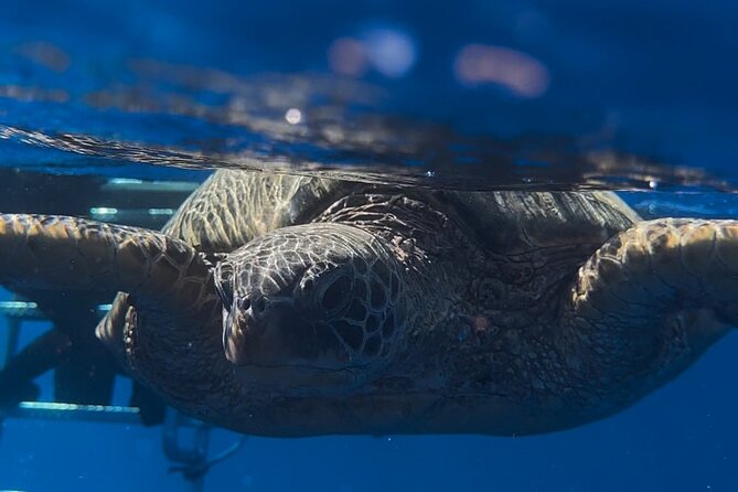 Turtle Canyon Snorkel From Waikiki (Semi Private Boat Tour) - Guest Reviews and Experiences