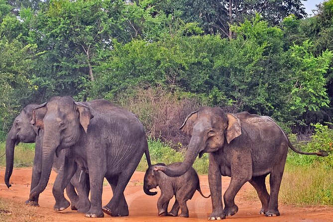 Udawalawe National Park Safari From Weligama - Wildlife Encounter Opportunities