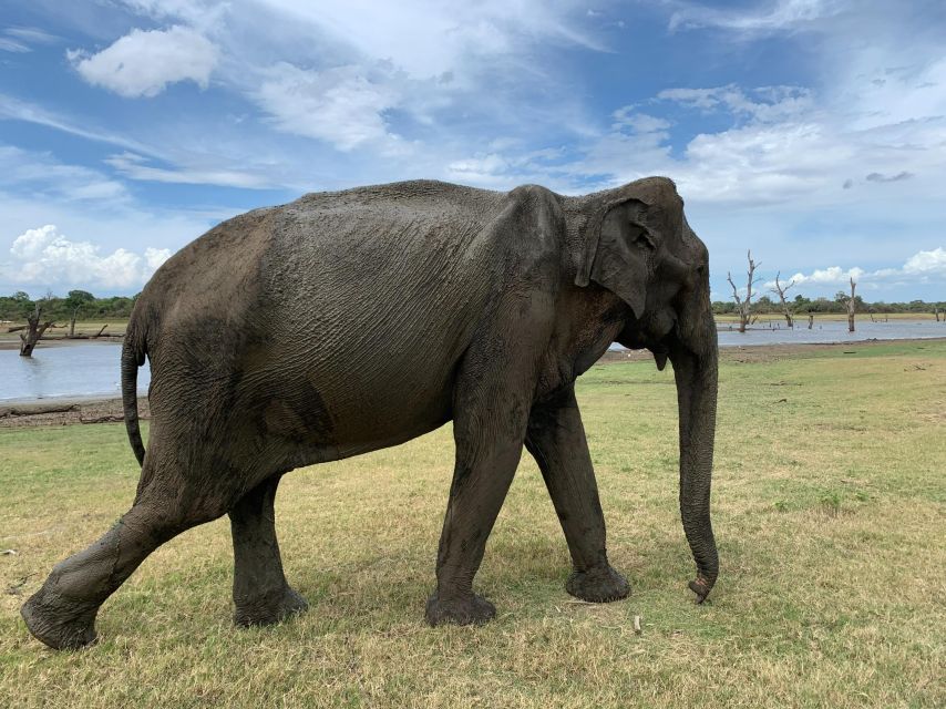 Udawalawe National Park Wildlife Safari From Kaluthara - What to Bring and Expect