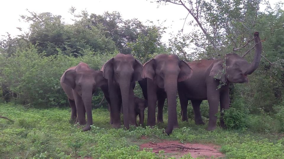 Udawalawe : Udawalawa National Park Half Day Safari Tour - Meal Offerings