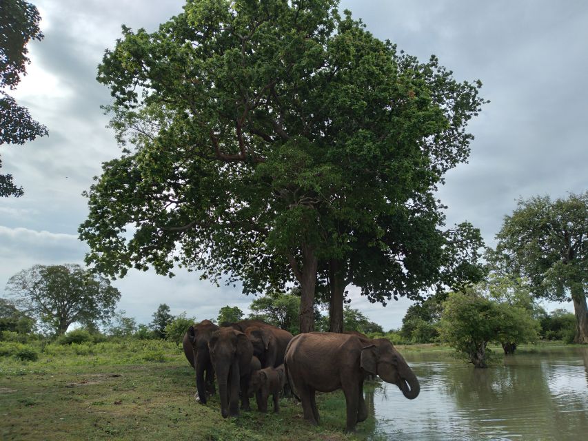 Udawalawe: Udawalawe Wild Safari Tours - Customer Feedback and Recommendations