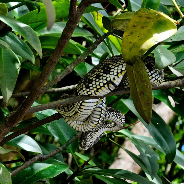 UNESCO Geopark Mangrove Tour Langkawi - Environmental Considerations