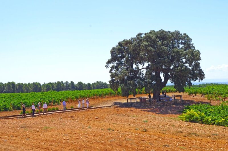 Valencia: Winery Visit With Vineyard Tour & Wine Tasting - Guided Tour and Wine Tasting