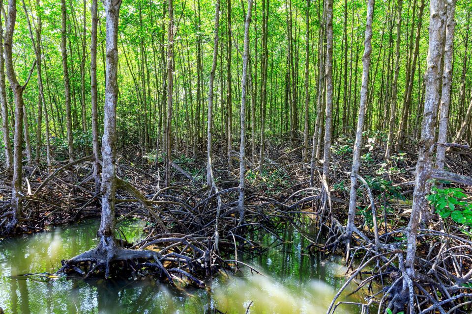 Vam Sat Mangrove Forest Private Tour From Ho Chi Minh City - Customer Reviews and Feedback