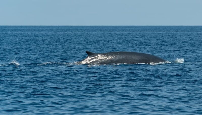 Varazze: Pelagos Sanctuary Wildlife Cruise With Guide - Safety Considerations