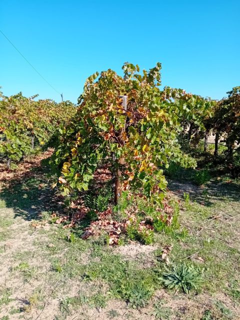 Visit a Winery Close to Madrid City Complete With Tasting - Transportation and Guided Tour