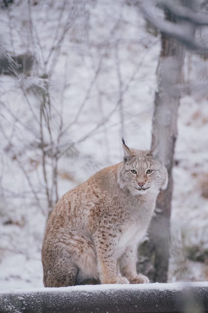 Visit Ranua Zoo With Photographer - Logistics and Pickup Information