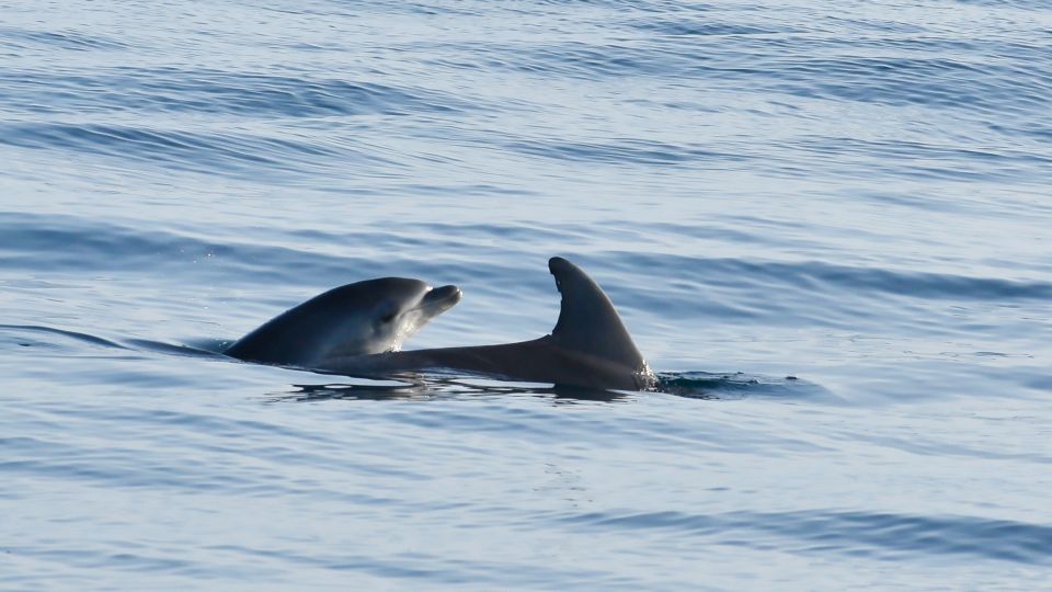 Vrsar: Dolphin Watching Boat Ride - Booking Information