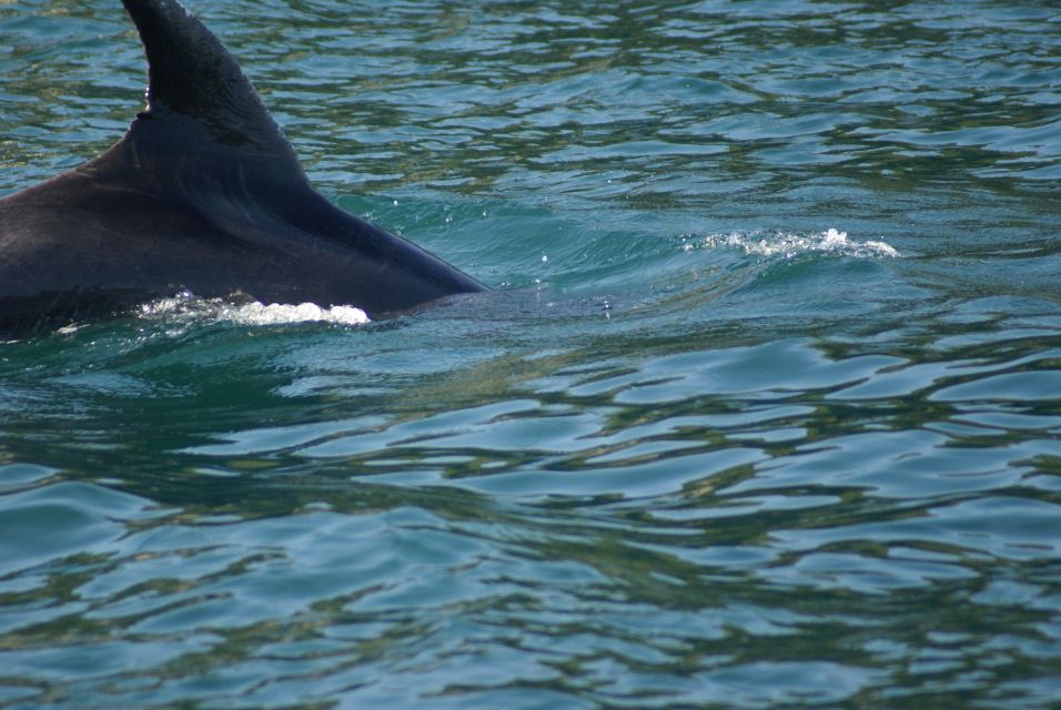 Vrsar: Dolphin Watching Boat Tour Including Drinks - Refreshments and Lunch