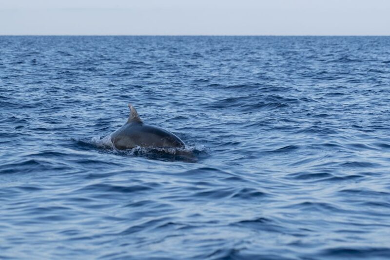 Vrsar: Dolphin-Watching Sunset Adventure With Speedboat - Important Considerations