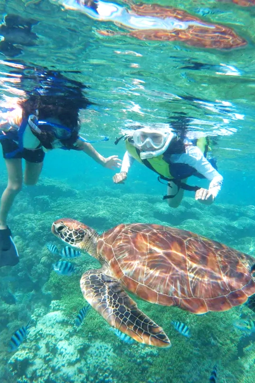 Waikiki: Turtle Snorkeling Cruise With 20FT Jumping Platform - Children and Accessibility