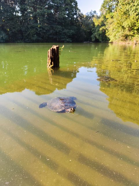 Walk in the Wood With Picnic on the Turtles Lake - Directions to Meeting Point