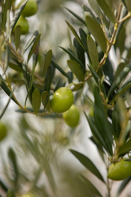 Walk Through the Olive Groves With Tasting - Discover Olive Oil Varieties