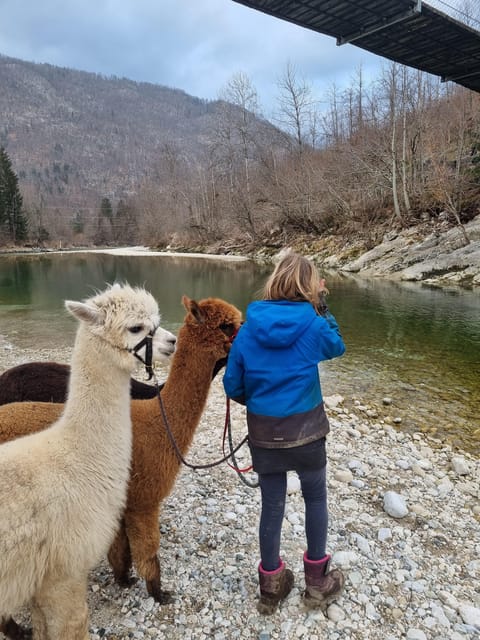 Walking With Alpacas - Domaćija LončNar - Bohinj - Customer Reviews