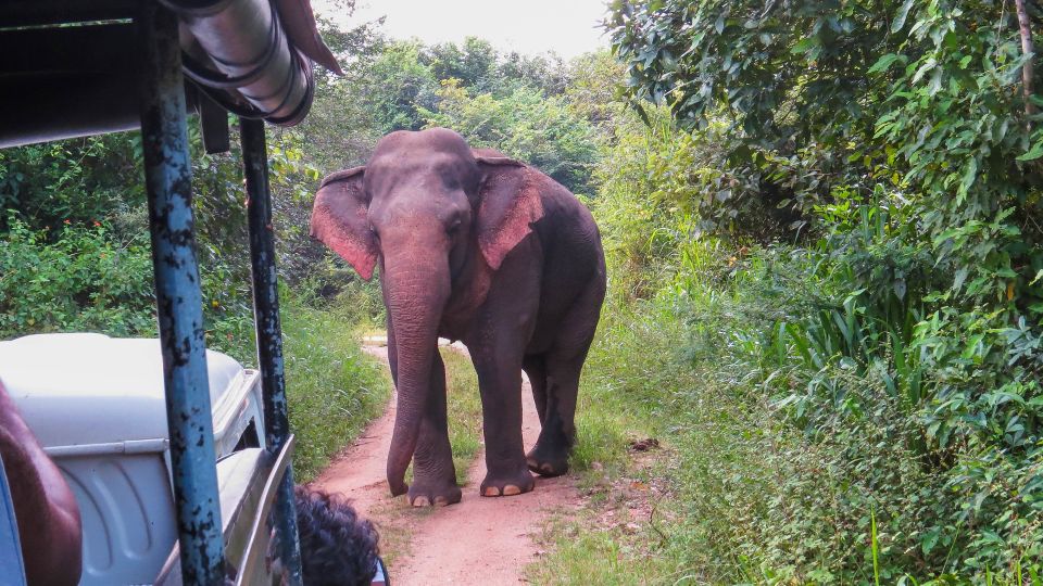 Wasgamuwa: Wasgamuwa National Park Private 3-Hour Safari - Meeting Point and Logistics