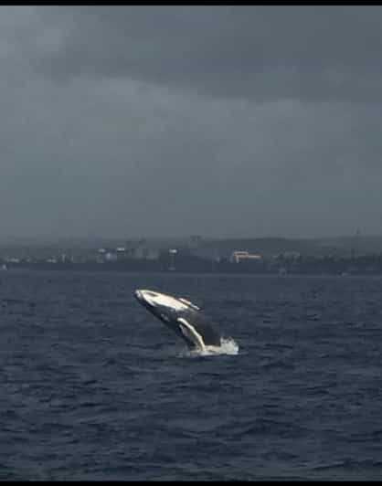 Whale Sail Charter - Custom Events