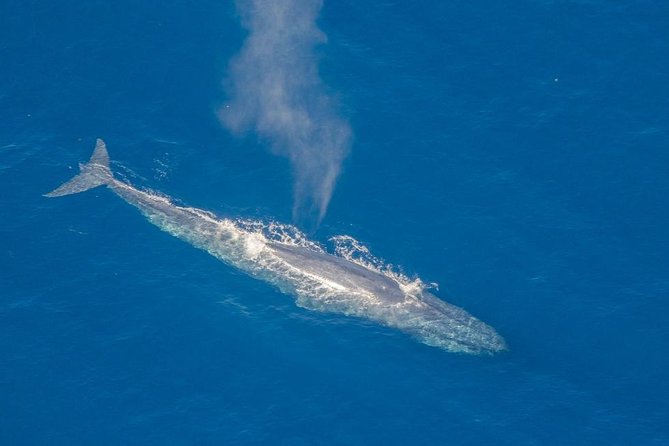 Whale Watching Cruise From Galle & Mirissa - Safety Measures