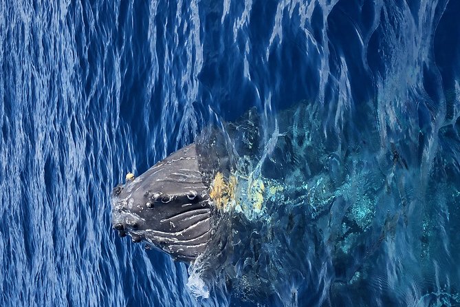 Whale Watching Experience - Weather Impact on Tours